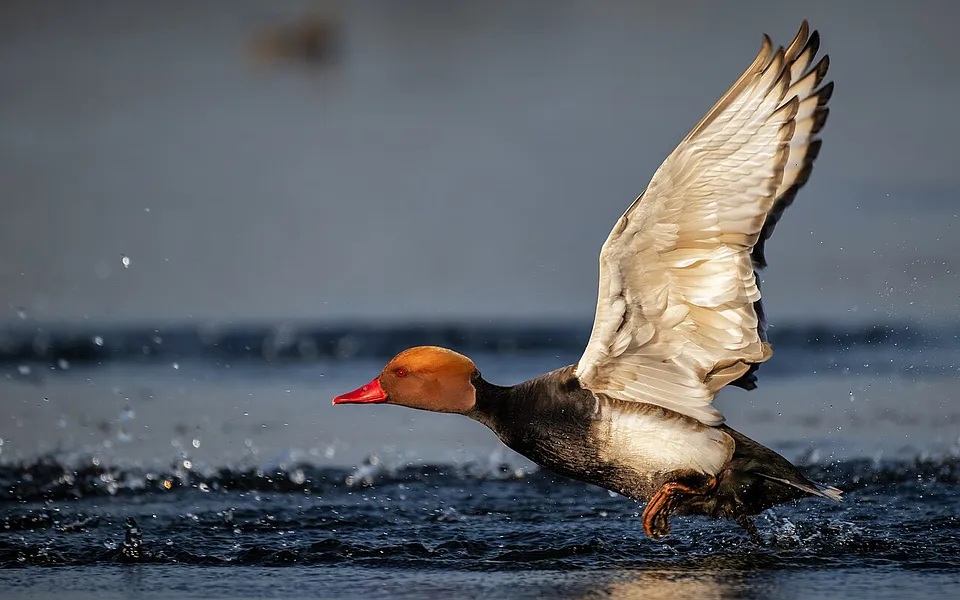 Red-crested Pochard (Netta rufina) — photo 1 of 6