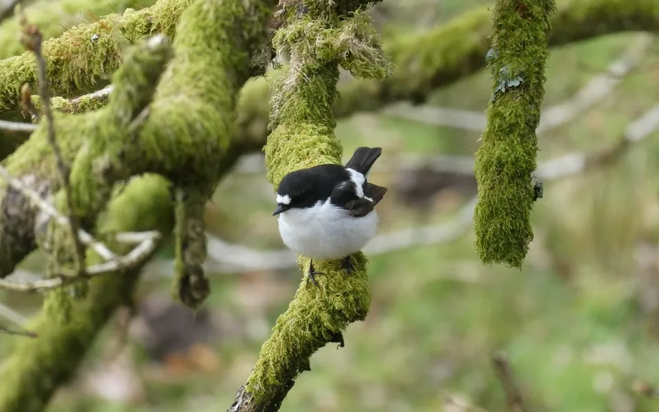 European Pied Flycatcher (Ficedula hypoleuca) — photo 2 of 5