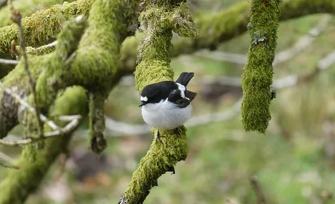 European Pied Flycatcher (Ficedula hypoleuca) — photo 2 of 5