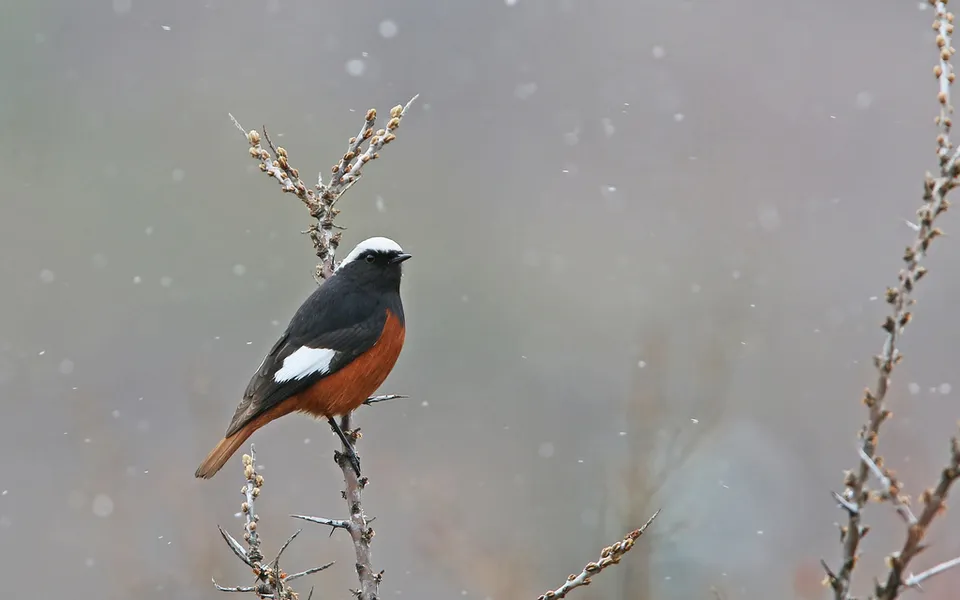 Common Redstart (Phoenicurus phoenicurus) — photo 2 of 5