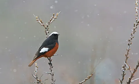 Common Redstart (Phoenicurus phoenicurus) — photo 2 of 5