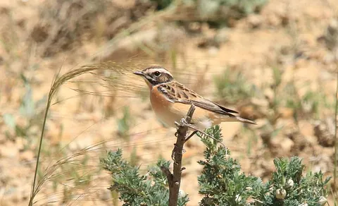 Whinchat