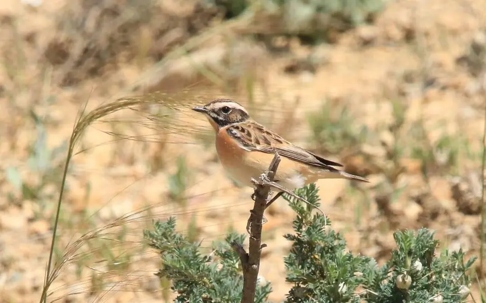Whinchat (Saxicola rubetra) — photo 2 of 4