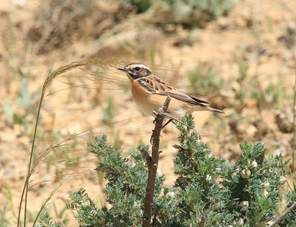 Whinchat