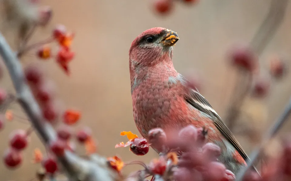 Pine Grosbeak (Pinicola enucleator) — photo 2 of 5