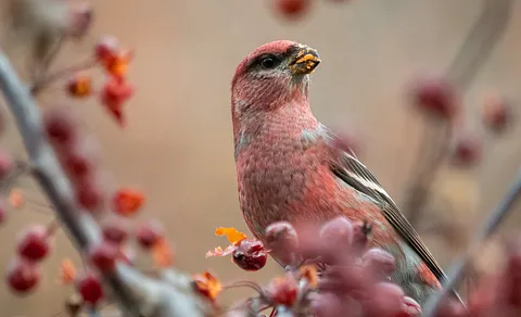 Pine Grosbeak (Pinicola enucleator) — photo 2 of 5