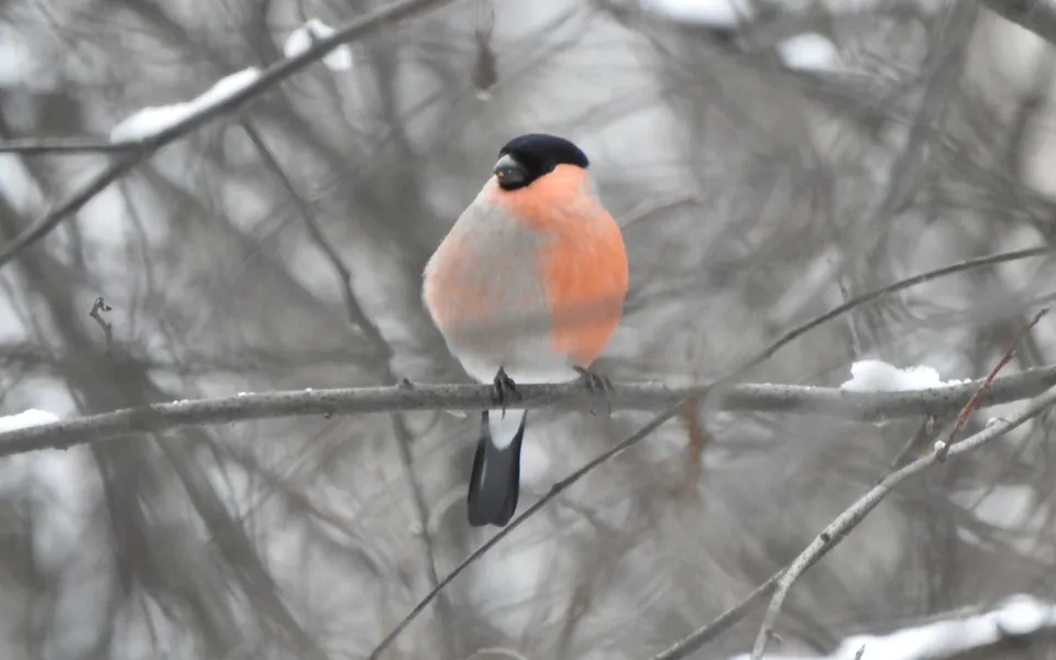 Eurasian Bullfinch (Pyrrhula pyrrhula) — photo 4 of 6