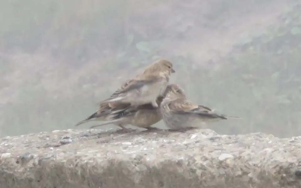Twite (Linaria flavirostris) — photo 2 of 5