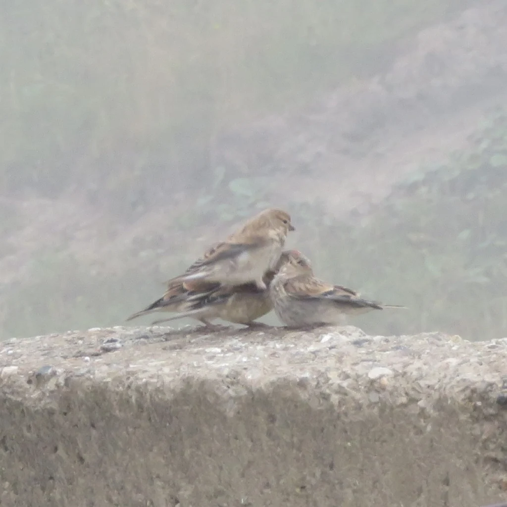 Twite (Linaria flavirostris) — photo 2 of 5