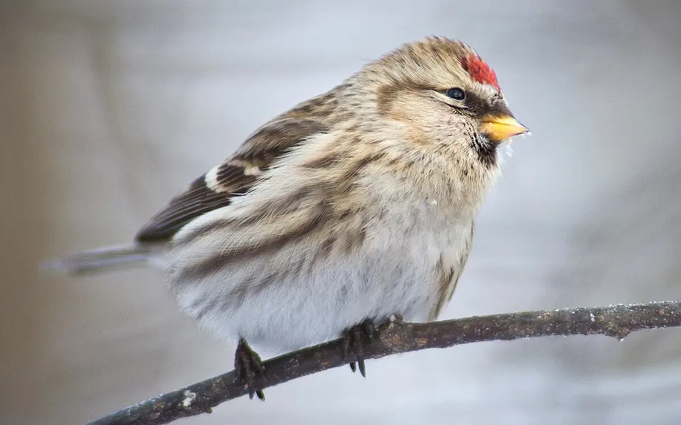 Redpoll (Acanthis flammea) — photo 1 of 4