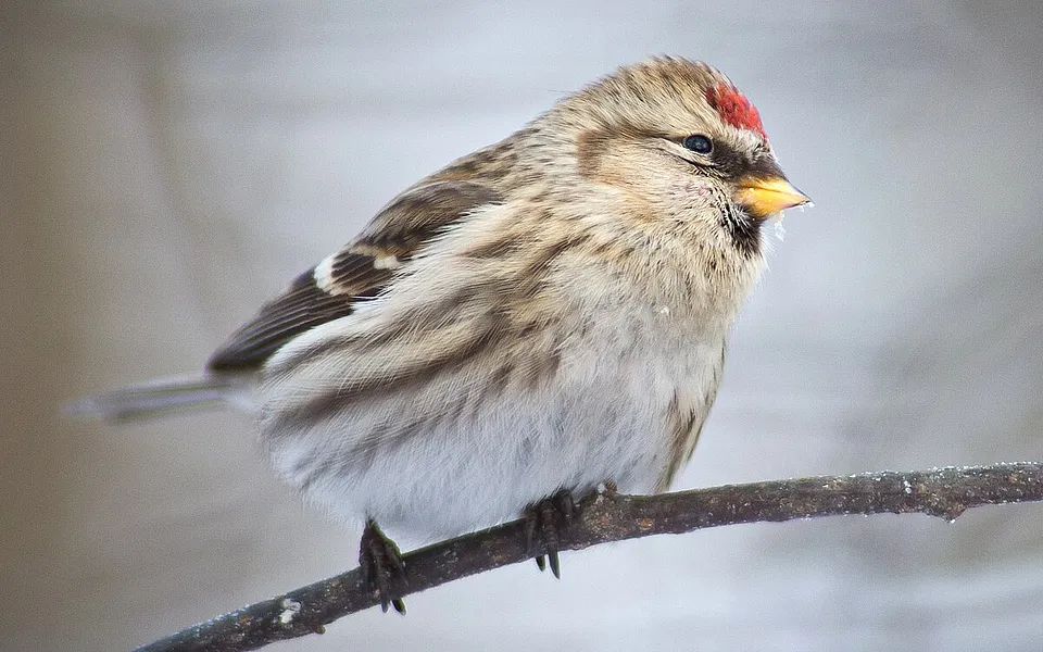 Redpoll
