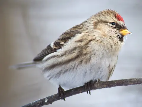Redpoll