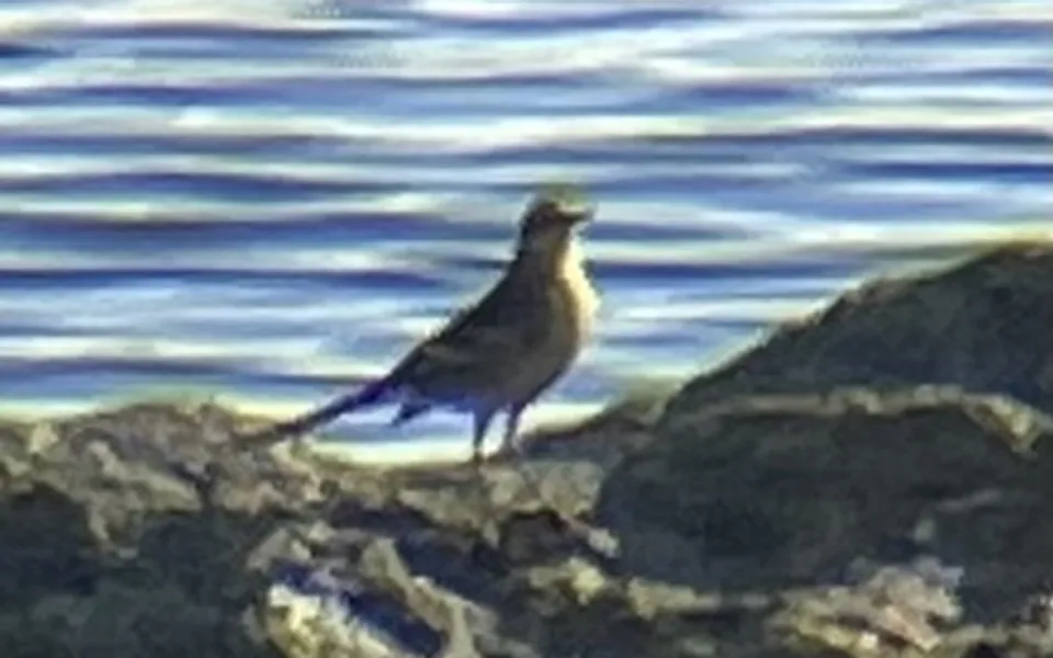 Citrine Wagtail (Motacilla citreola) — photo 2 of 4