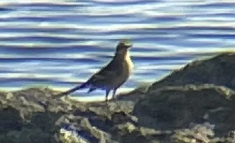 Citrine Wagtail (Motacilla citreola) — photo 2 of 4