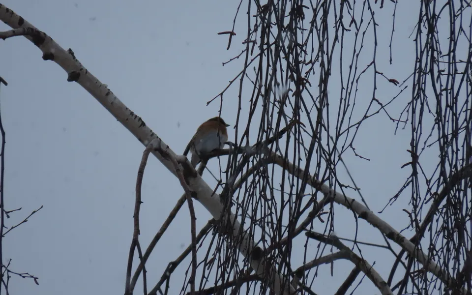 Brambling (Fringilla montifringilla) — photo 5 of 5