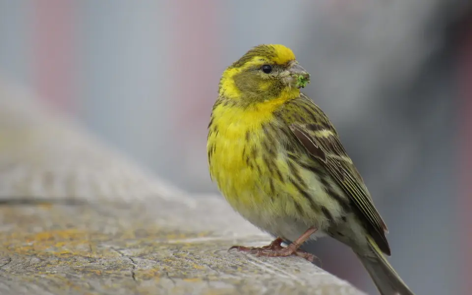 European Serin (Serinus serinus) — photo 2 of 4