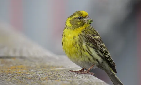 European Serin