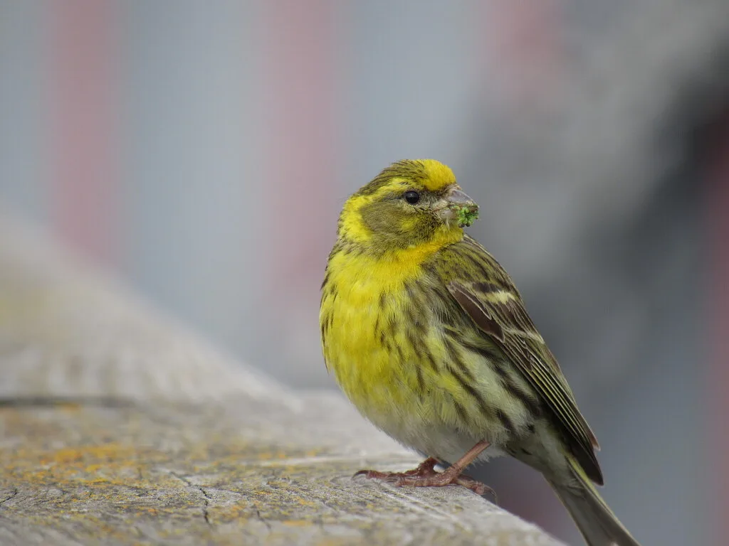 European Serin