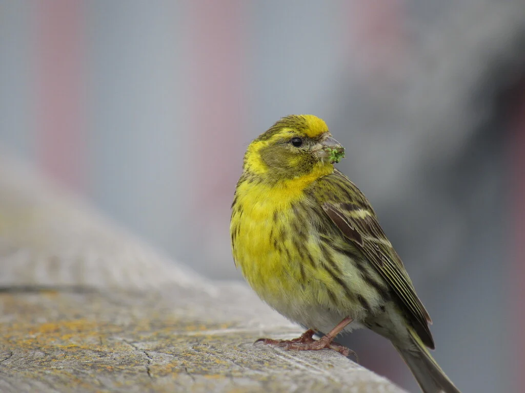 European Serin
