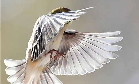 Eurasian Siskin (Spinus spinus) — photo 2 of 5