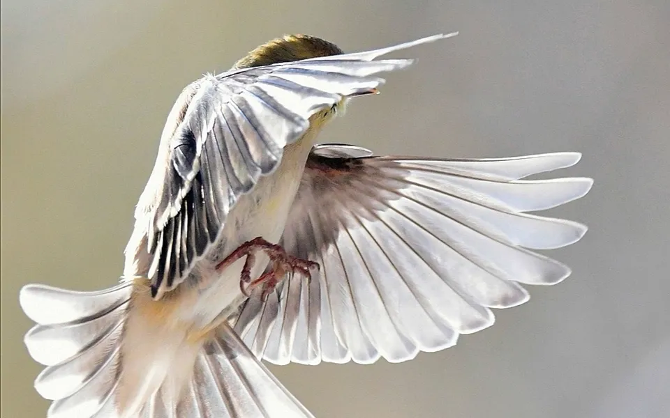 Eurasian Siskin (Spinus spinus) — photo 2 of 5
