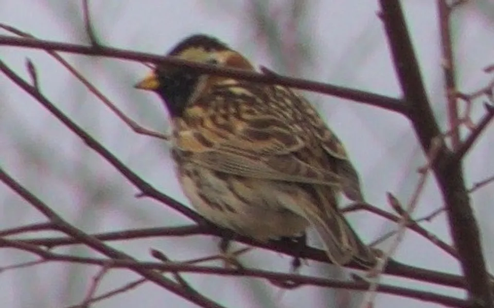 Lapland Longspur (Calcarius lapponicus) — photo 2 of 5