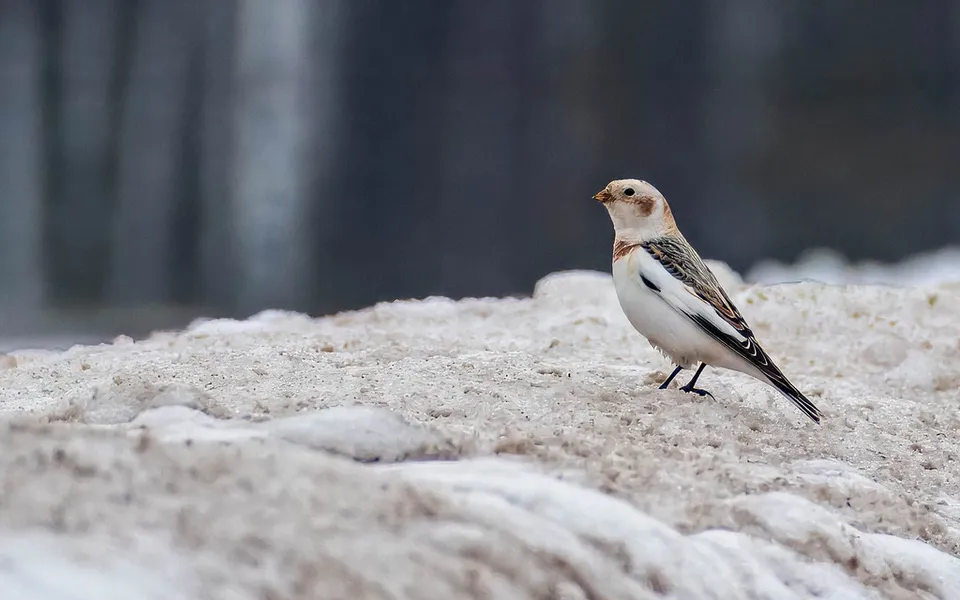 Snow Bunting (Plectrophenax nivalis) — photo 2 of 5