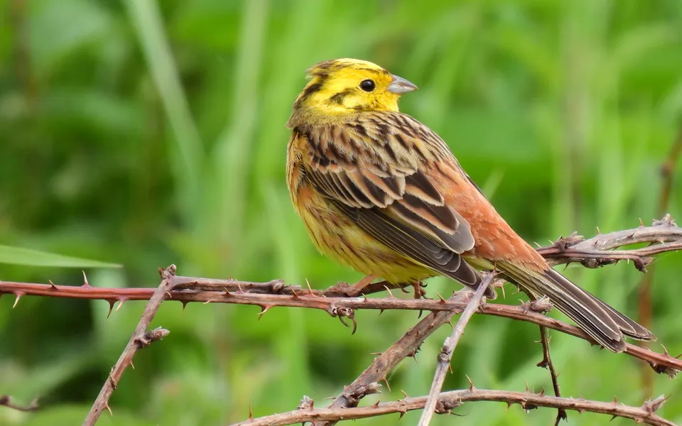 Yellowhammer (Emberiza citrinella) — photo 5 of 5