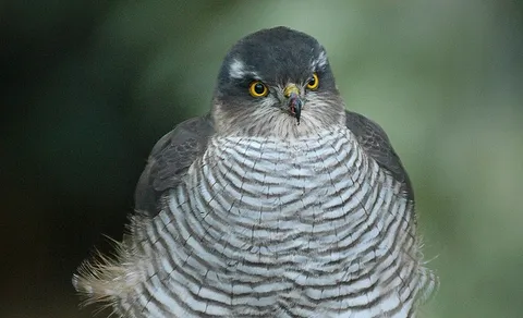 Eurasian Sparrowhawk