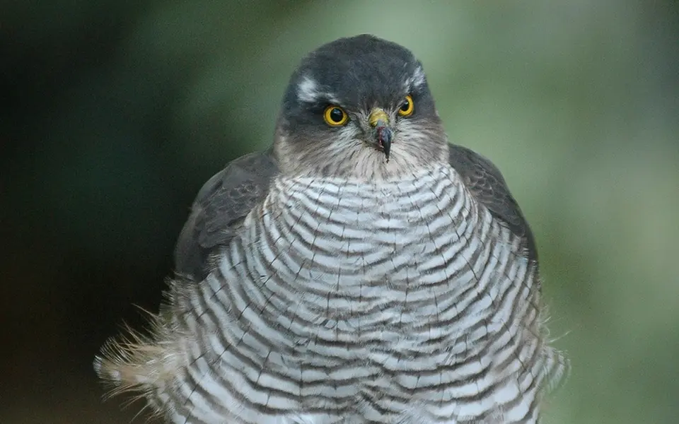 Eurasian Sparrowhawk (Accipiter nisus) — photo 2 of 3