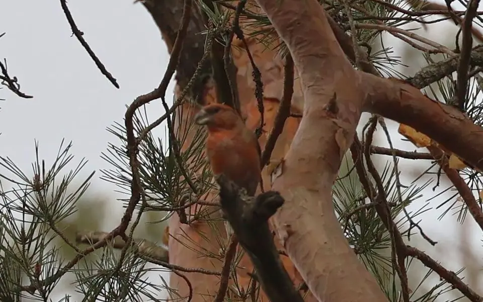 Parrot Crossbill (Loxia pytyopsittacus) — photo 2 of 5