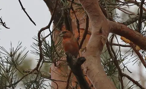 Parrot Crossbill (Loxia pytyopsittacus) — photo 2 of 5