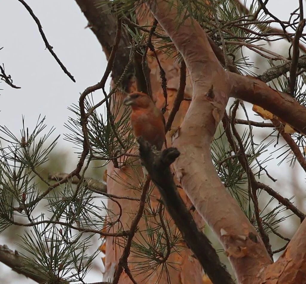 Parrot Crossbill (Loxia pytyopsittacus) — photo 2 of 5