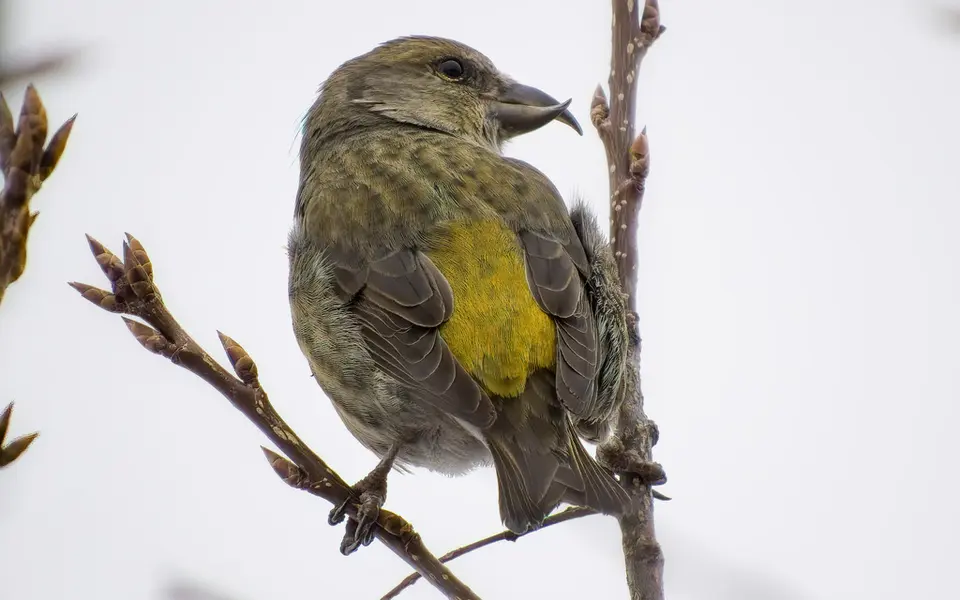 Red Crossbill (Loxia curvirostra) — photo 3 of 3