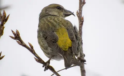Red Crossbill (Loxia curvirostra) — photo 3 of 3
