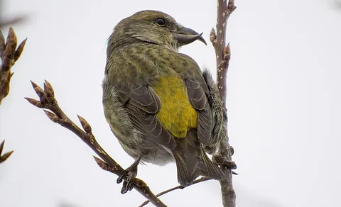 Red Crossbill