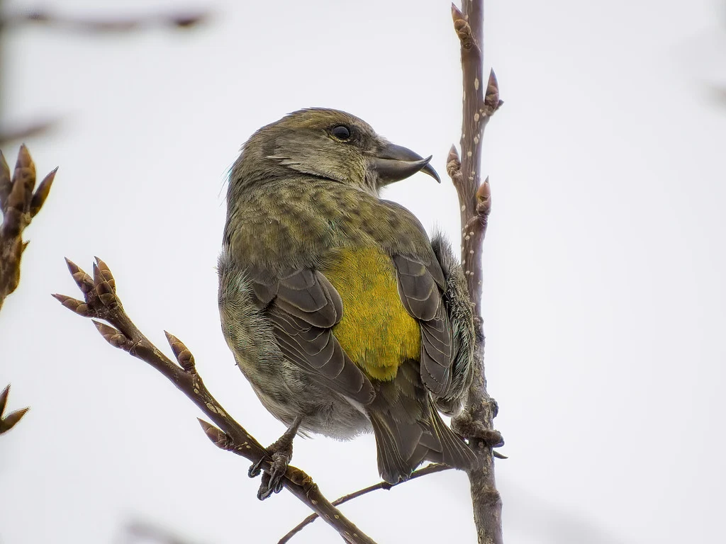 Red Crossbill