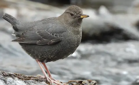 White-throated Dipper (Cinclus cinclus) — photo 2 of 3
