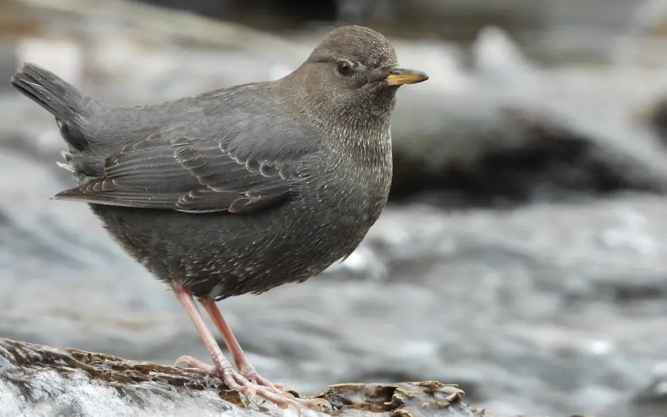 White-throated Dipper (Cinclus cinclus) — photo 2 of 3