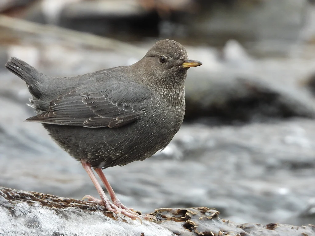 White-throated Dipper (Cinclus cinclus) — photo 2 of 3