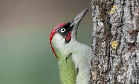 European Green Woodpecker
