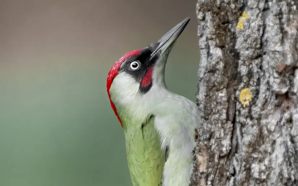 European Green Woodpecker (Picus viridis) — photo 3 of 4