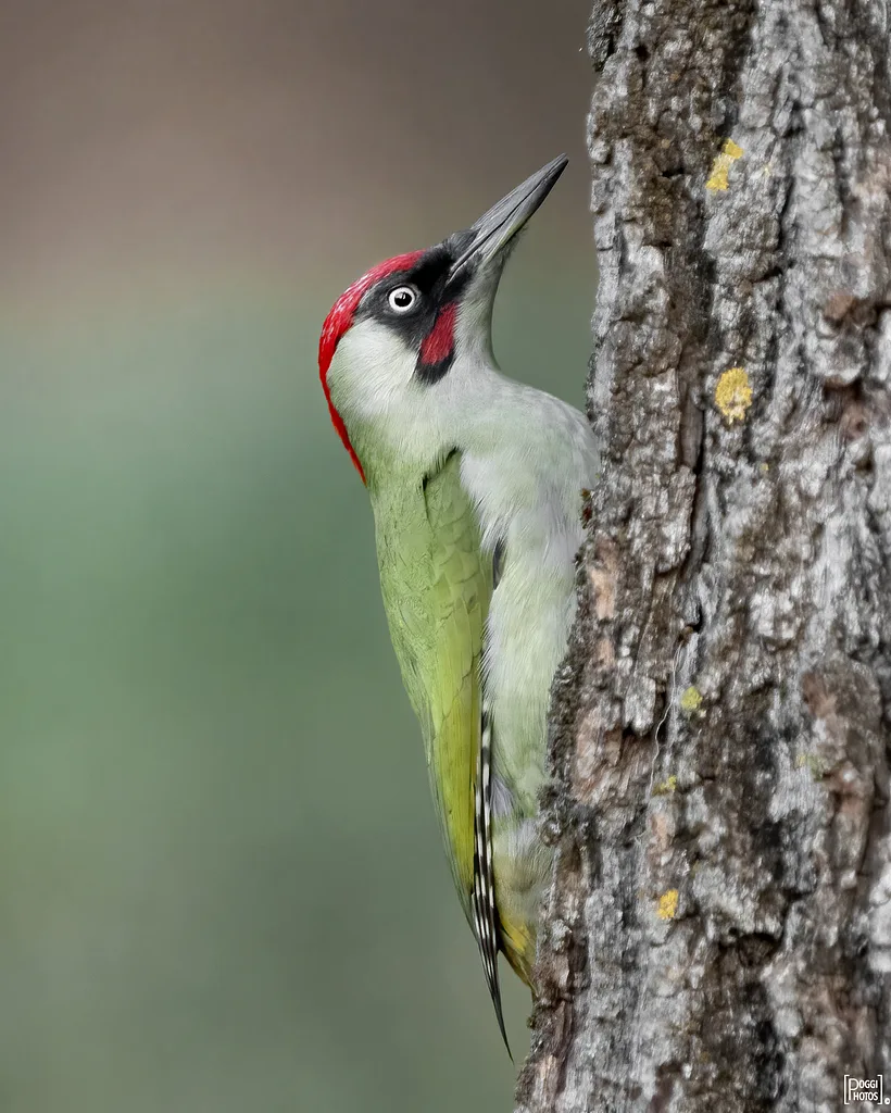 European Green Woodpecker