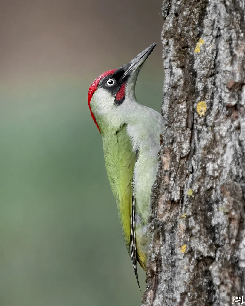 European Green Woodpecker