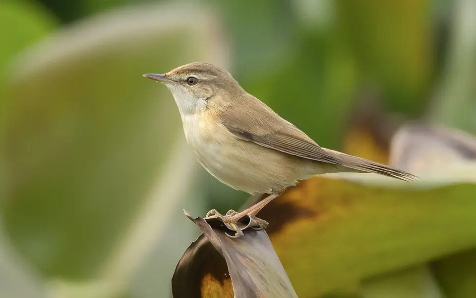 Blyth's Reed Warbler (Acrocephalus dumetorum) — photo 1 of 6