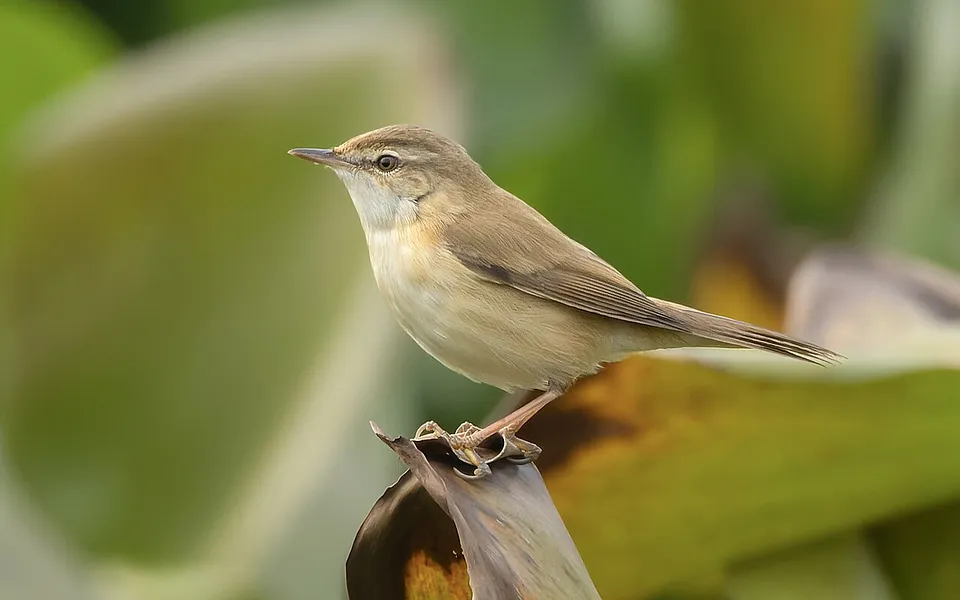 Blyth's Reed Warbler