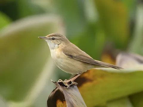 Blyth's Reed Warbler