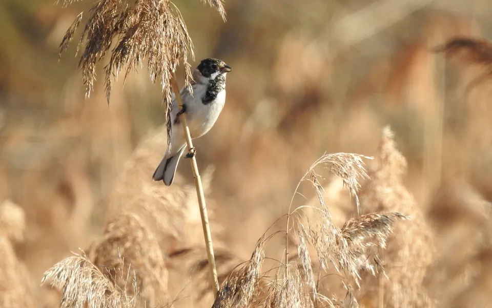 Reed Bunting (Emberiza schoeniclus) — photo 4 of 4