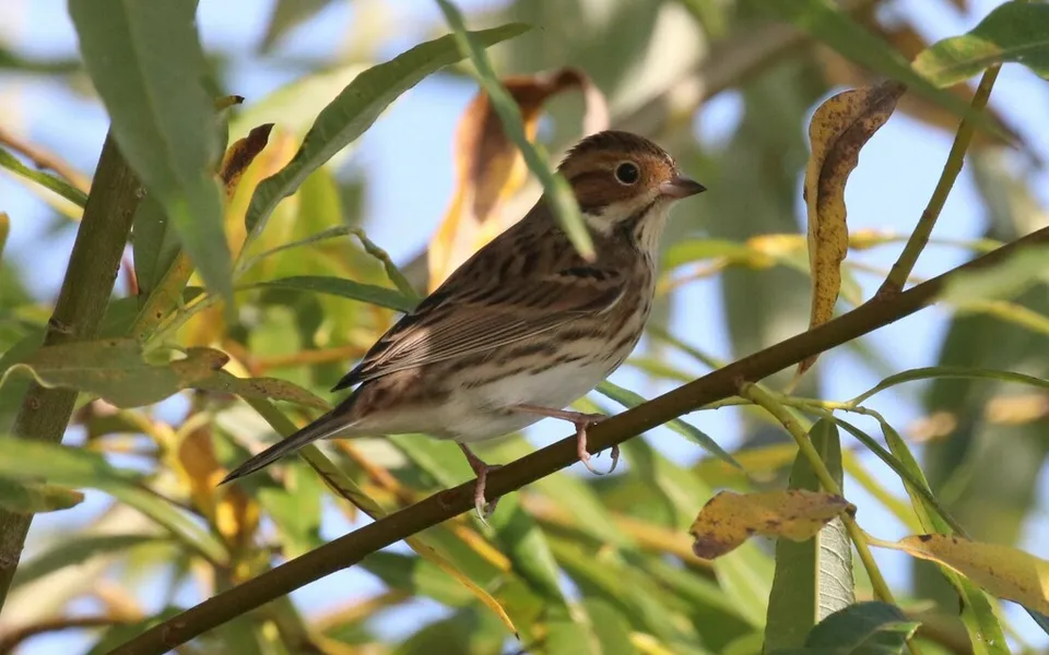 Little Bunting (Emberiza pusilla) — photo 2 of 4