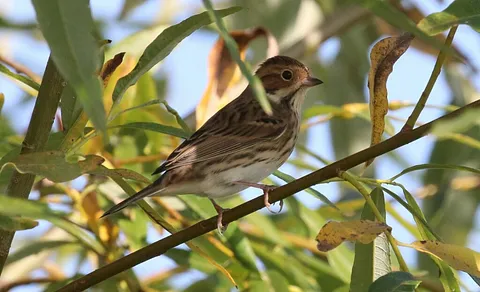 Little Bunting (Emberiza pusilla) — photo 2 of 4